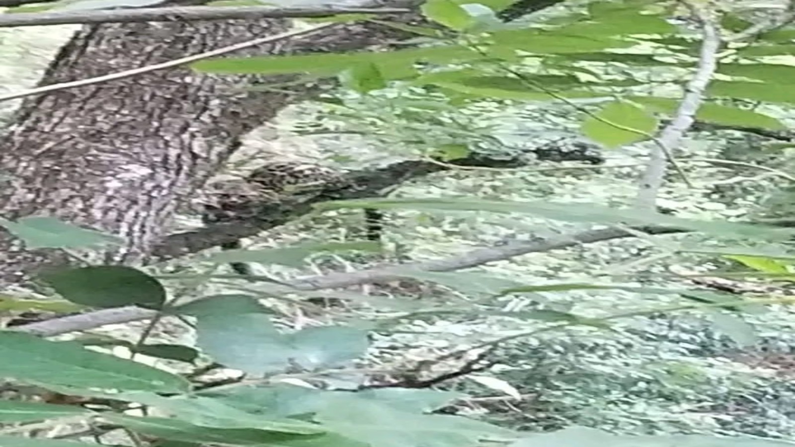 Habitantes de Nicolás Flores reportan tigrillo; alertan sobre conservación de especies en Hidalgo