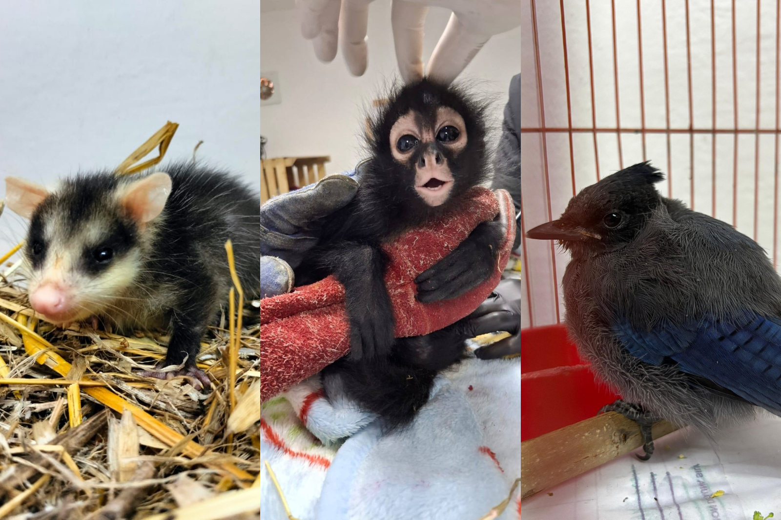 Celebra el Día de las Madres ayudando a la fauna silvestre en Pachuca