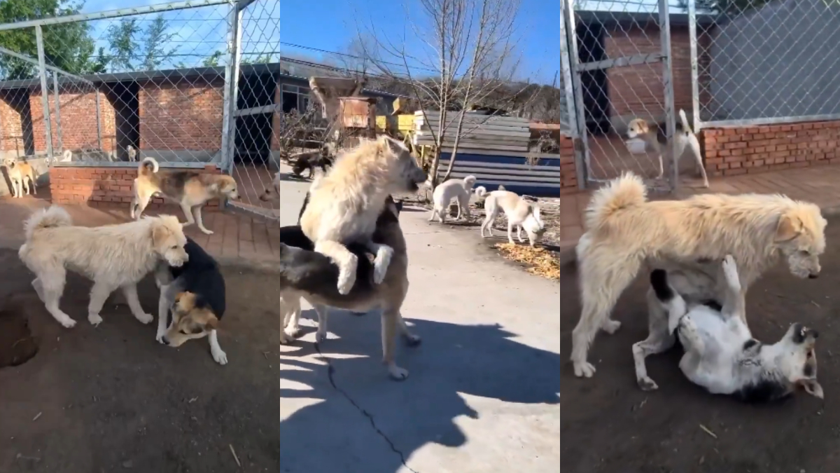 [VIDEOS] El perro con más “aura”: Rey Charles calma peleas en un refugio de China y se vuelve viral