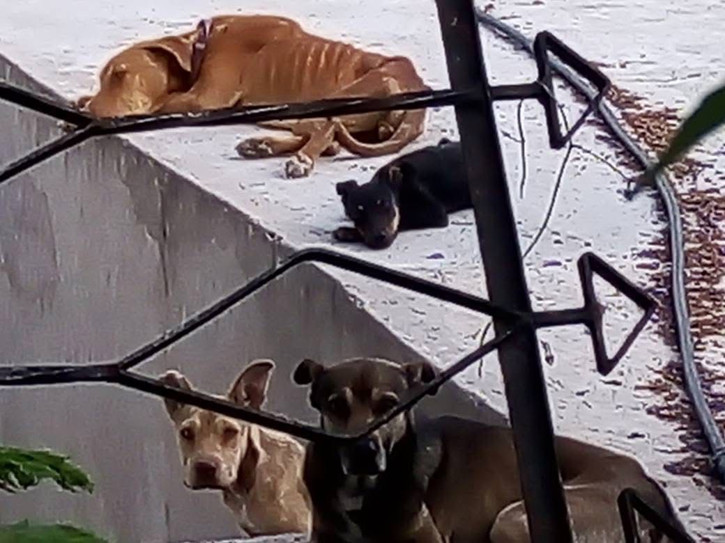 Tula: rescatan a cinco perritos con desnutrición;  los encerraban sin comida por semanas