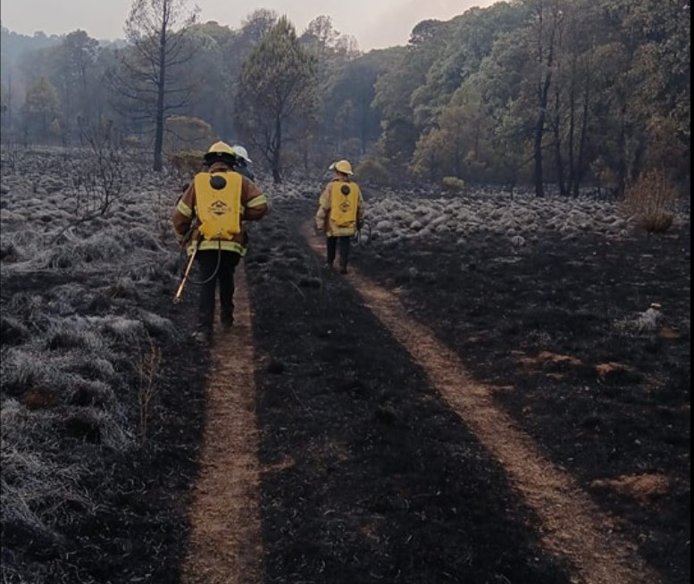 Incendio en Las Lajas deja 40 hectáreas afectadas en zona forestal de Hidalgo