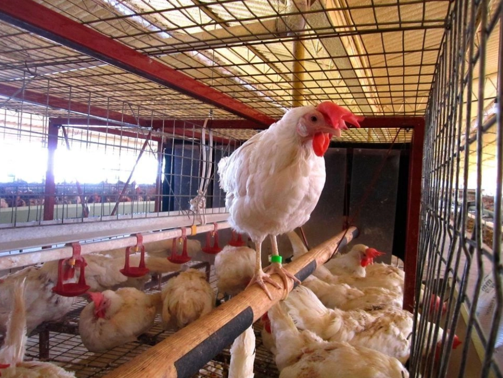 México suspende importación de productos avícolas de Brasil por gripe aviar