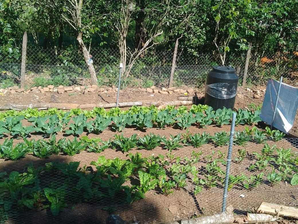 Reportan afectaciones menores en cultivos y ganado por clima