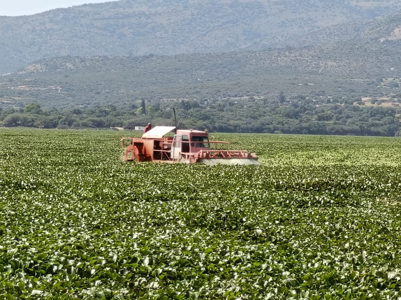 Semarnath continúa con la trituración de lirio acuático en la presa Endhó, suma 670 hectáreas