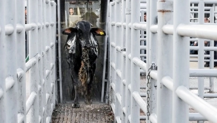 Exportación de ganado suspendida por EE. UU.; Sheinbaum califica decisión como injusta