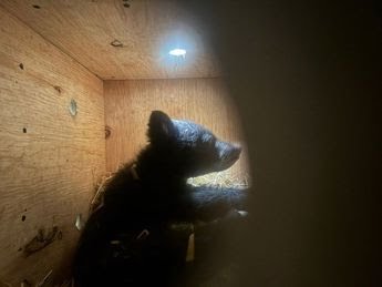 Rescatan a dos oseznos tras incendio en Chihuahua; serán rehabilitados en Hidalgo