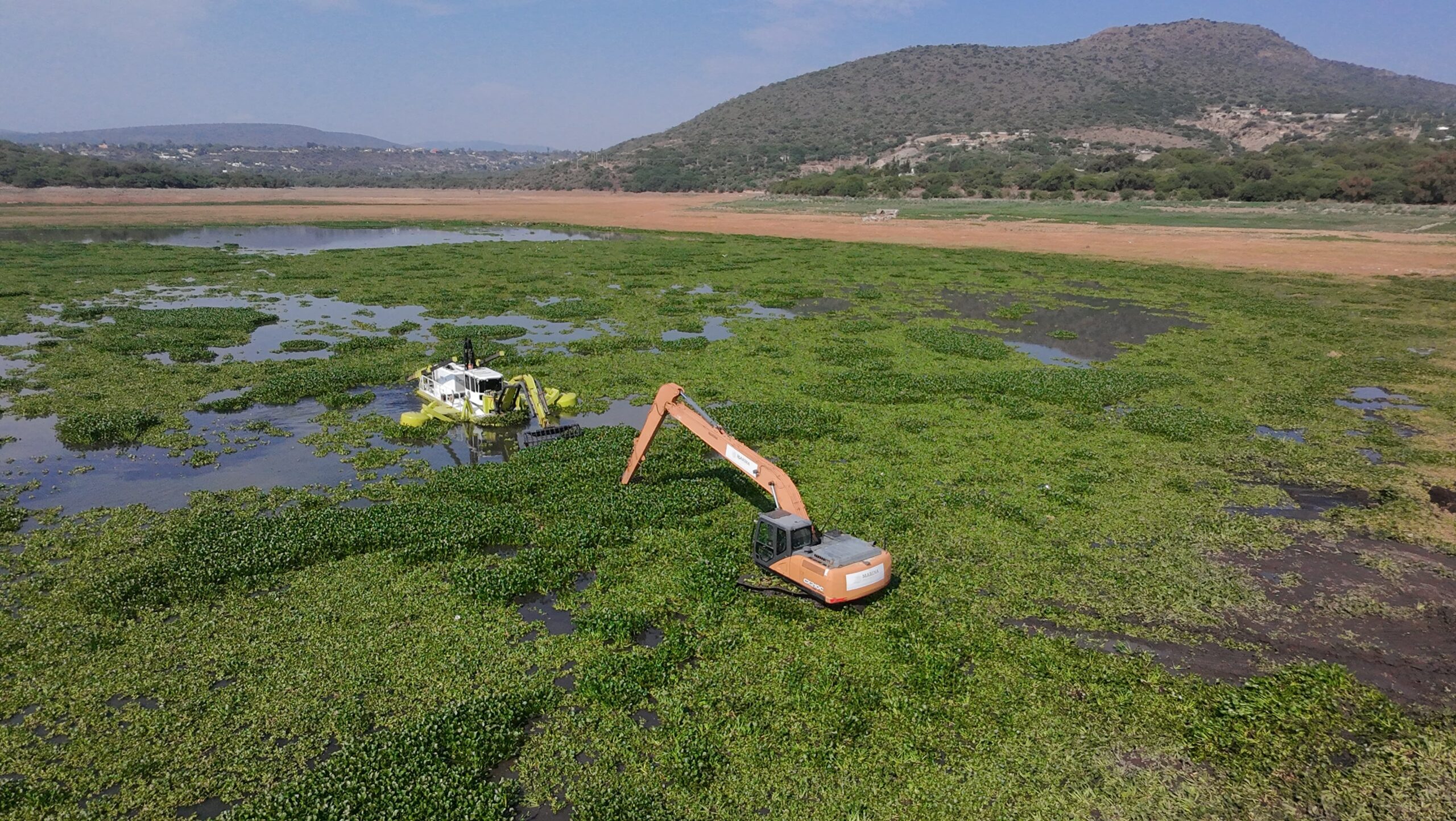Reducen a la mitad el lirio acuático en la presa Endhó