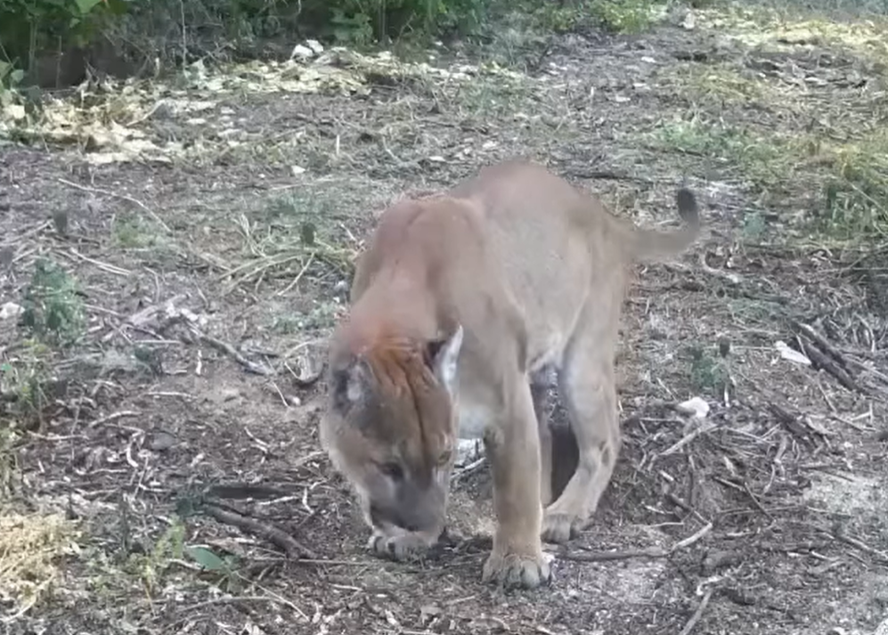 Avistan puma en Metztitlán: refuerzan medidas de conservación en la reserva