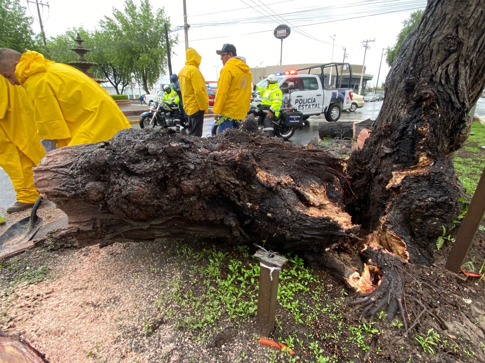 Despliegan brigadas en Pachuca por lluvias: árboles caídos, deslaves y limpieza de drenajes