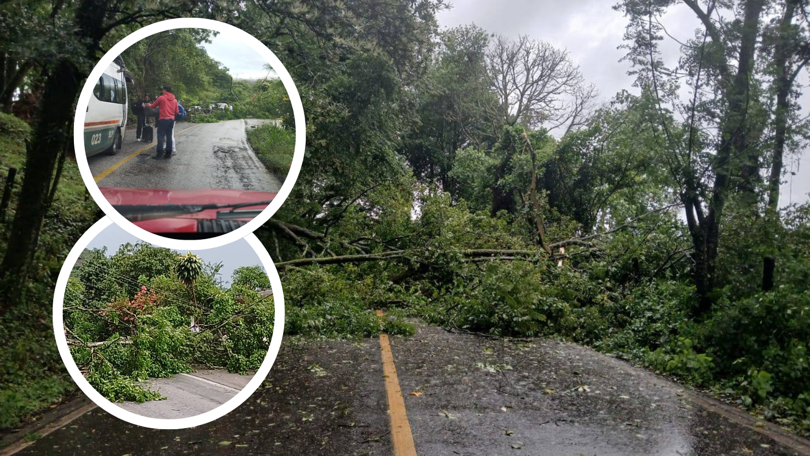 Árbol caído bloquea carretera México–Laredo rumbo a Chapulhuacán