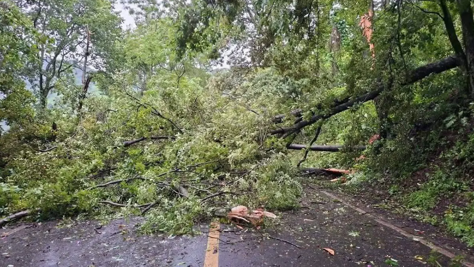 Caída de árbol en Tlanchinol causa cierre de la México-Tampico por cinco horas