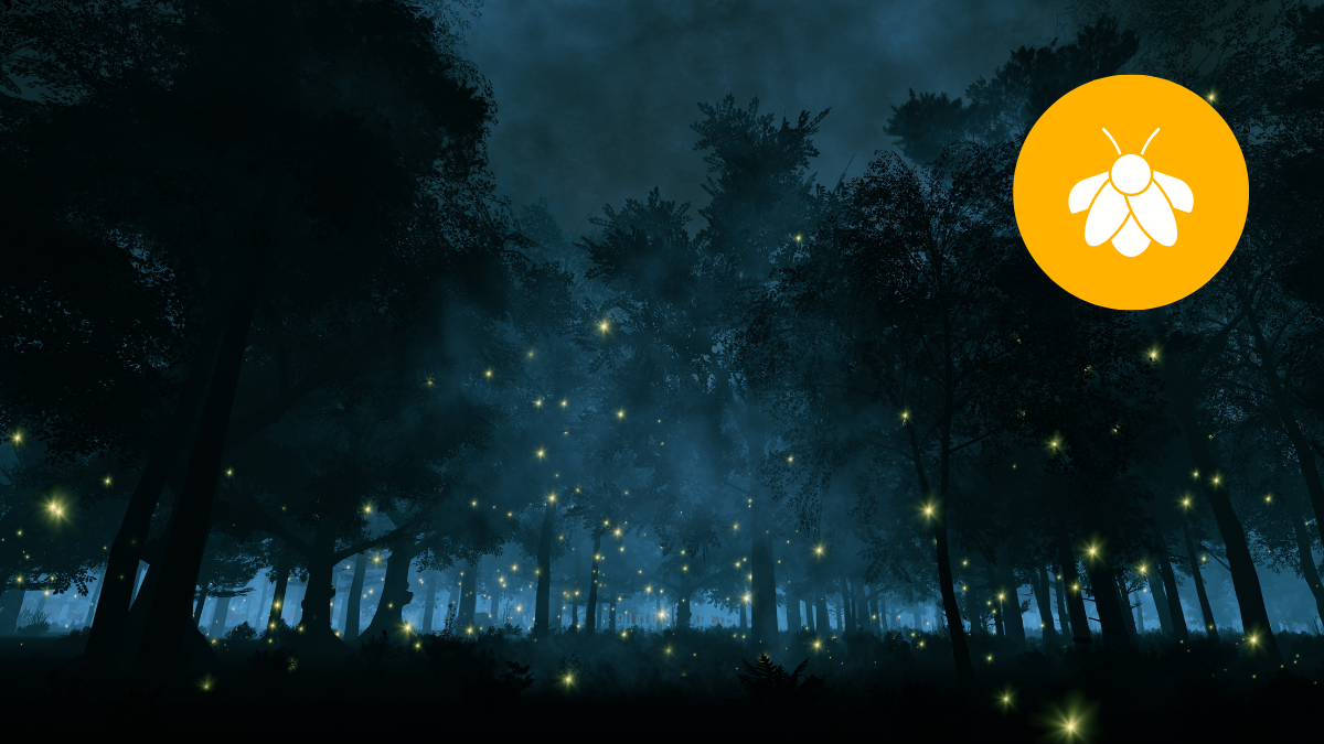 Tlatlauquitepec: El destino ideal para ver luciérnagas y vivir la aventura cerca de CDMX