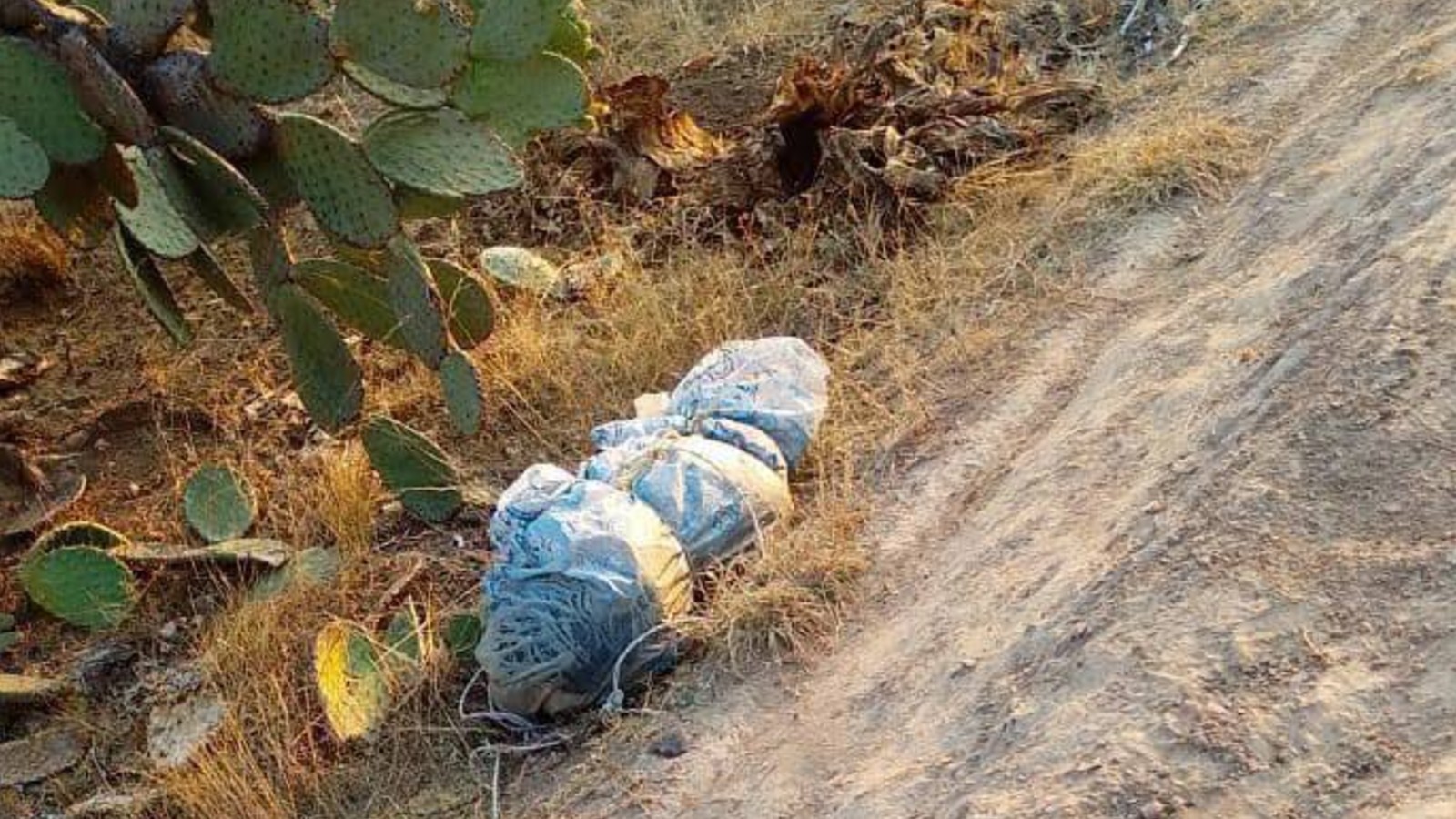 Denuncian envenenamiento de perros callejeros en San Agustín Tlaxiaca