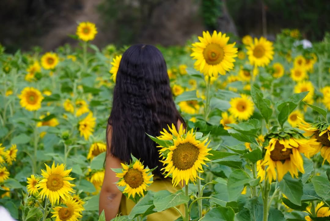 ¿Dónde ver girasoles en Hidalgo? Conoce Los Álamos, santuario de abejas y biodiversidad