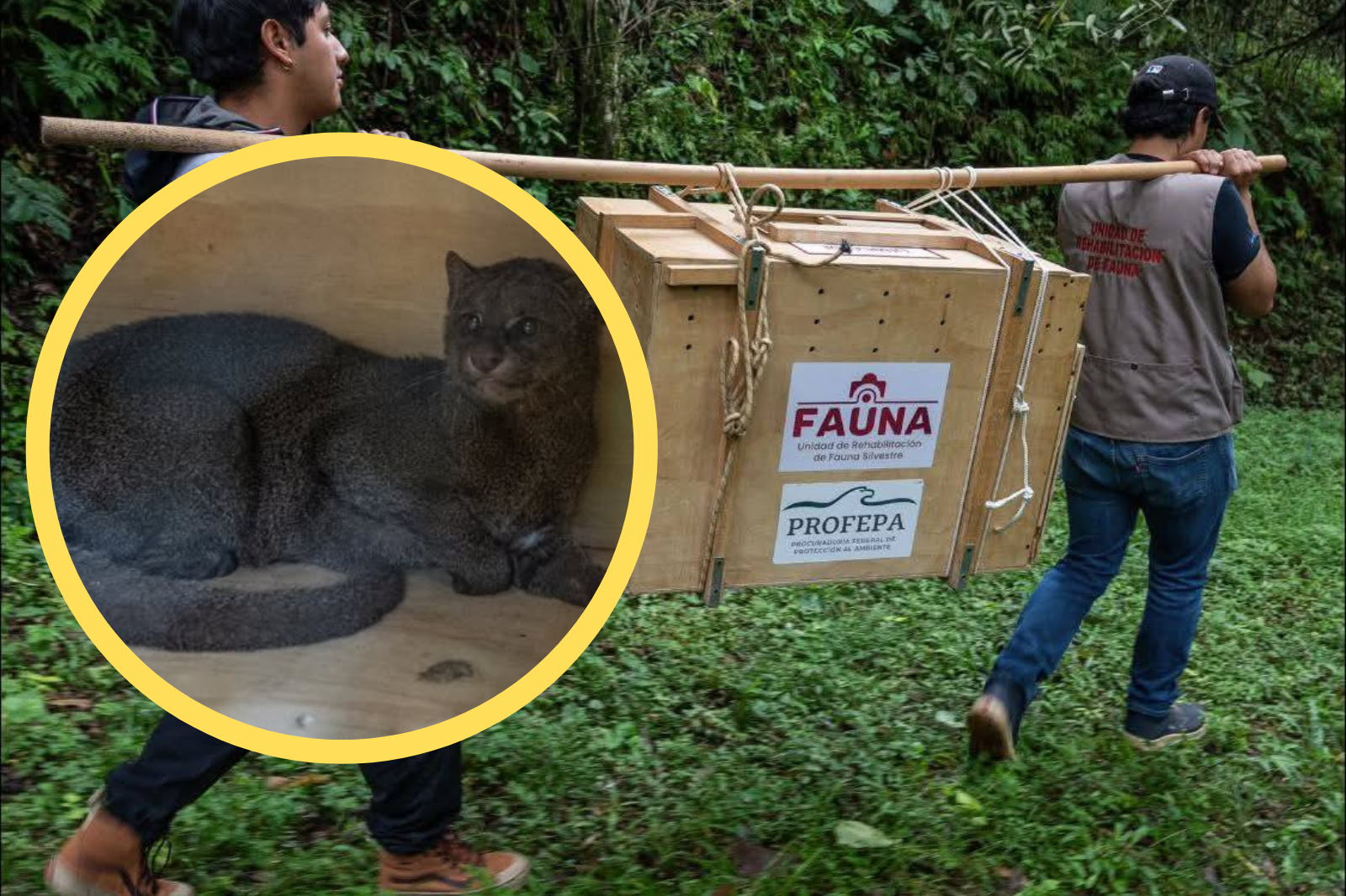 ¡Regresa a casa! Liberan yaguarundí tras un año en rehabilitación