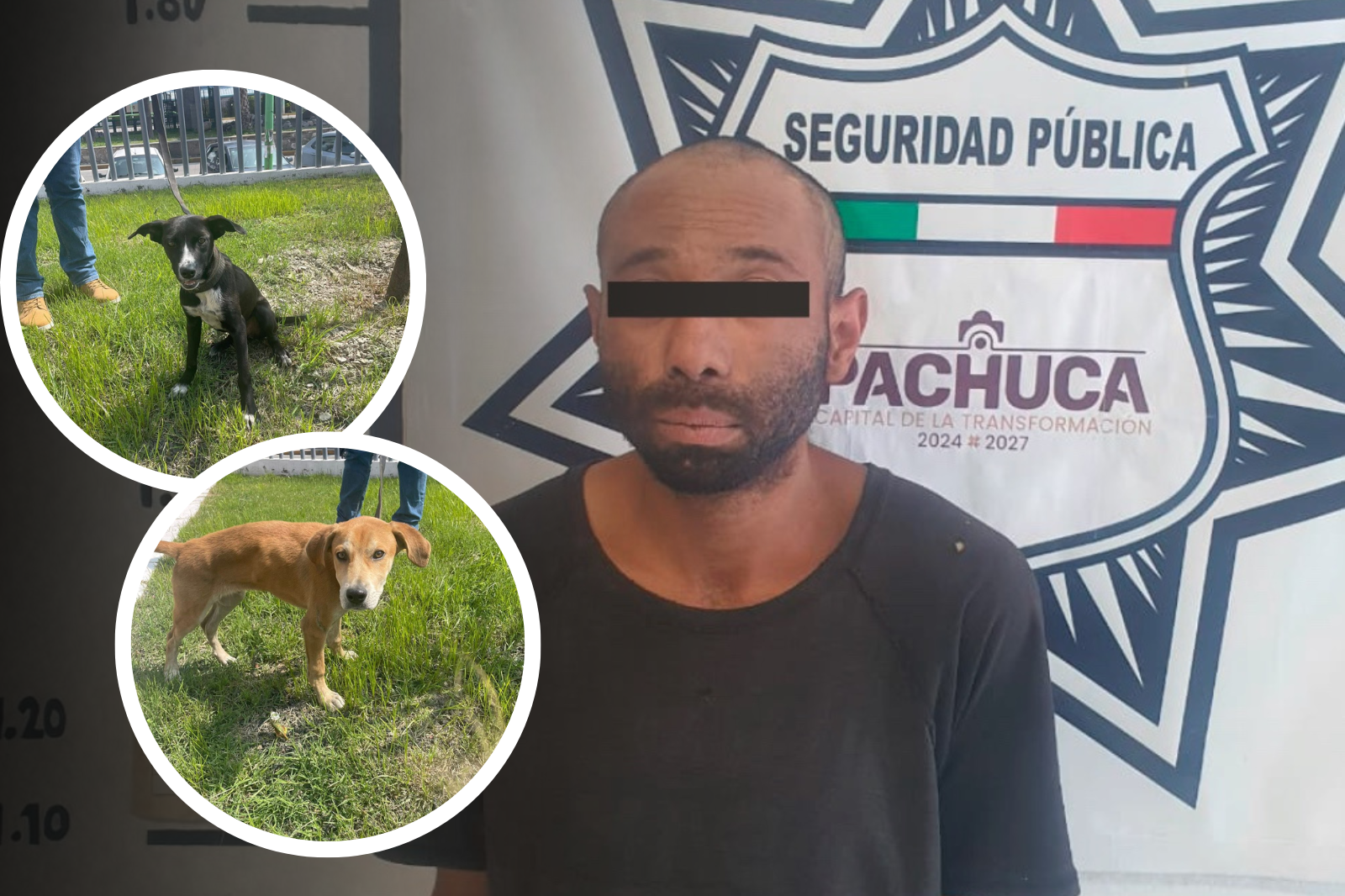 Rescatan a tres lomitos maltratados en Pachuca; hay un detenido