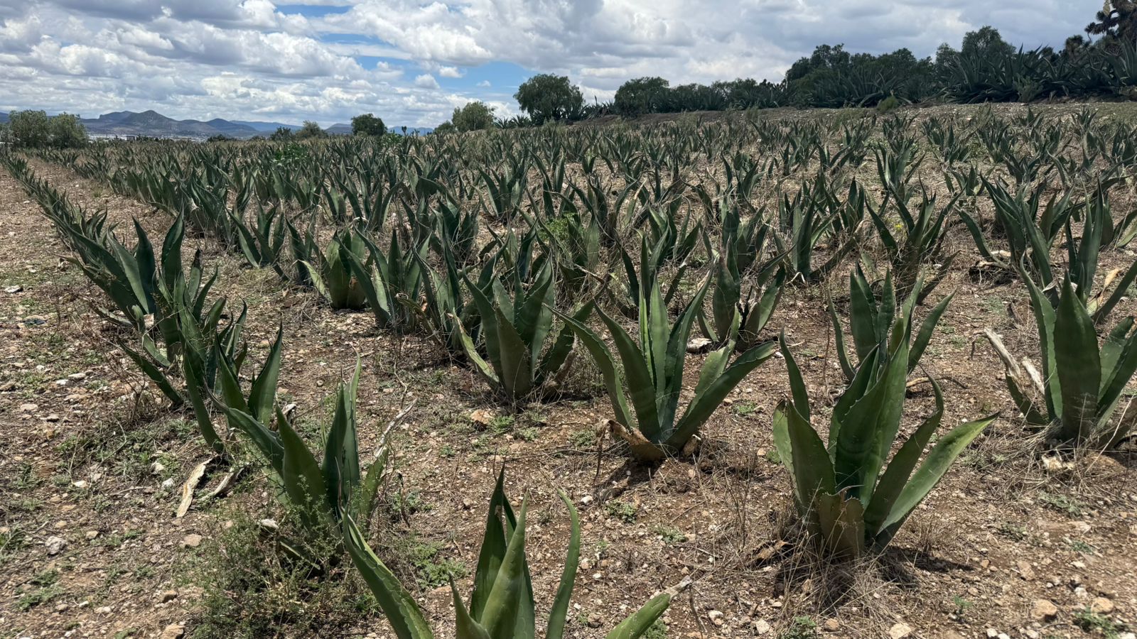 Ciudadanos se oponen a parque fotovoltaico en Hidalgo por riesgo ambiental y cultural