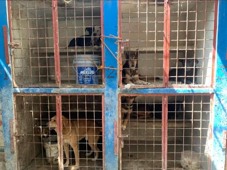 ¿Una perrera clandestina en Hidalgo? Hallazgo causa indignación y ya es investigado