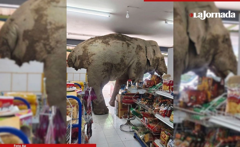Elefante salvaje hambriento “asalta” tienda de comestibles en Tailandia