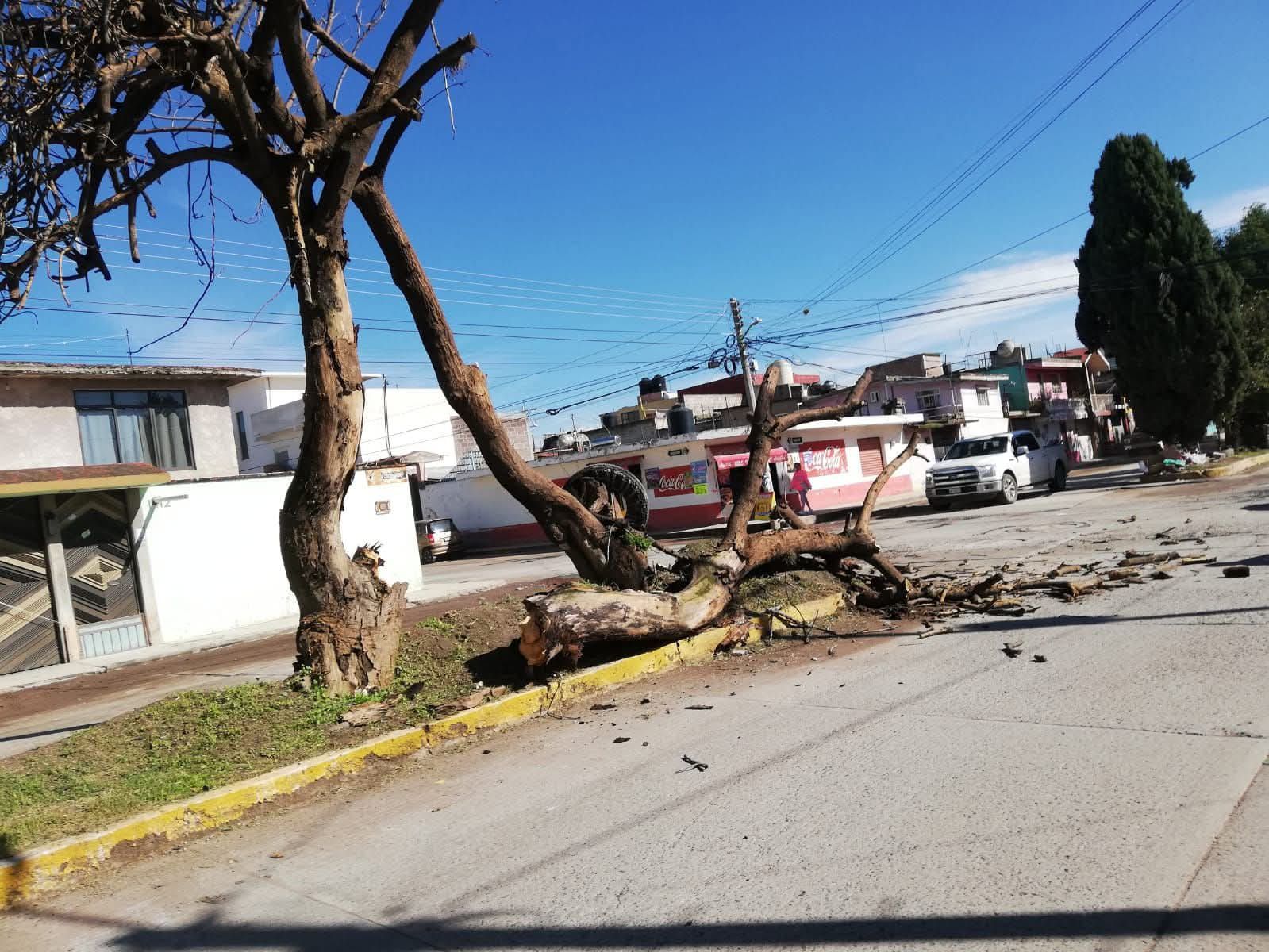 Árbol se desploma en Tulancingo; sin lesionados