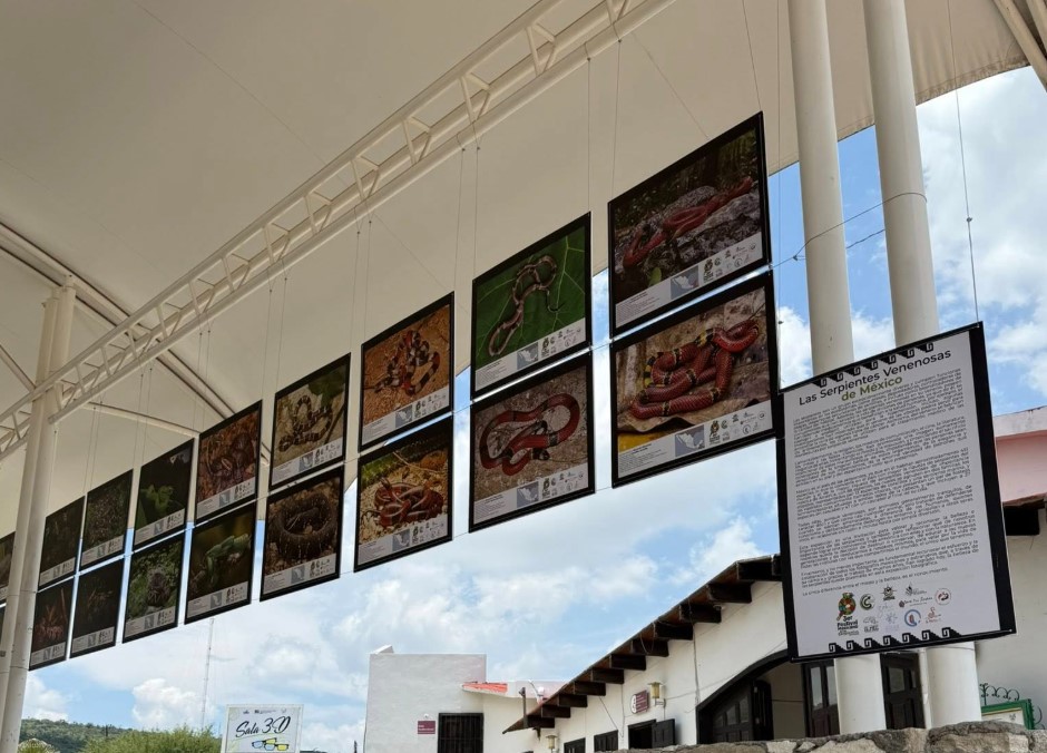¿Te atreverías a conocer serpientes de cerca? Hay un evento para eso en Pachuca