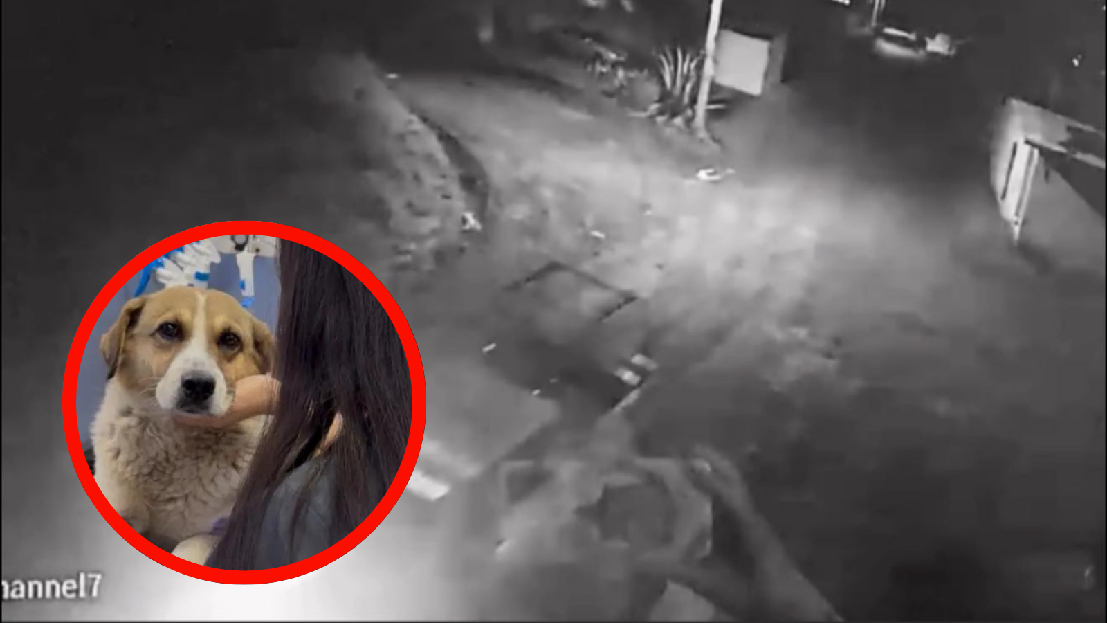 [VIDEO] Perro herido por disparos; acusan a la Guardia Nacional en San Agustín Tlaxiaca