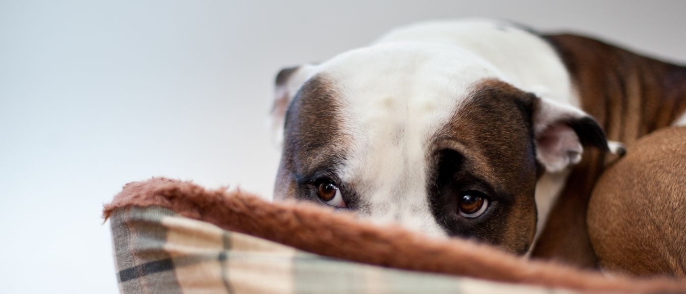 Brutal ataque con machete a lomito en Ixmiquilpan