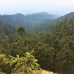 Plagas forestales arrasan más de 3 mil hectáreas de bosques en Hidalgo