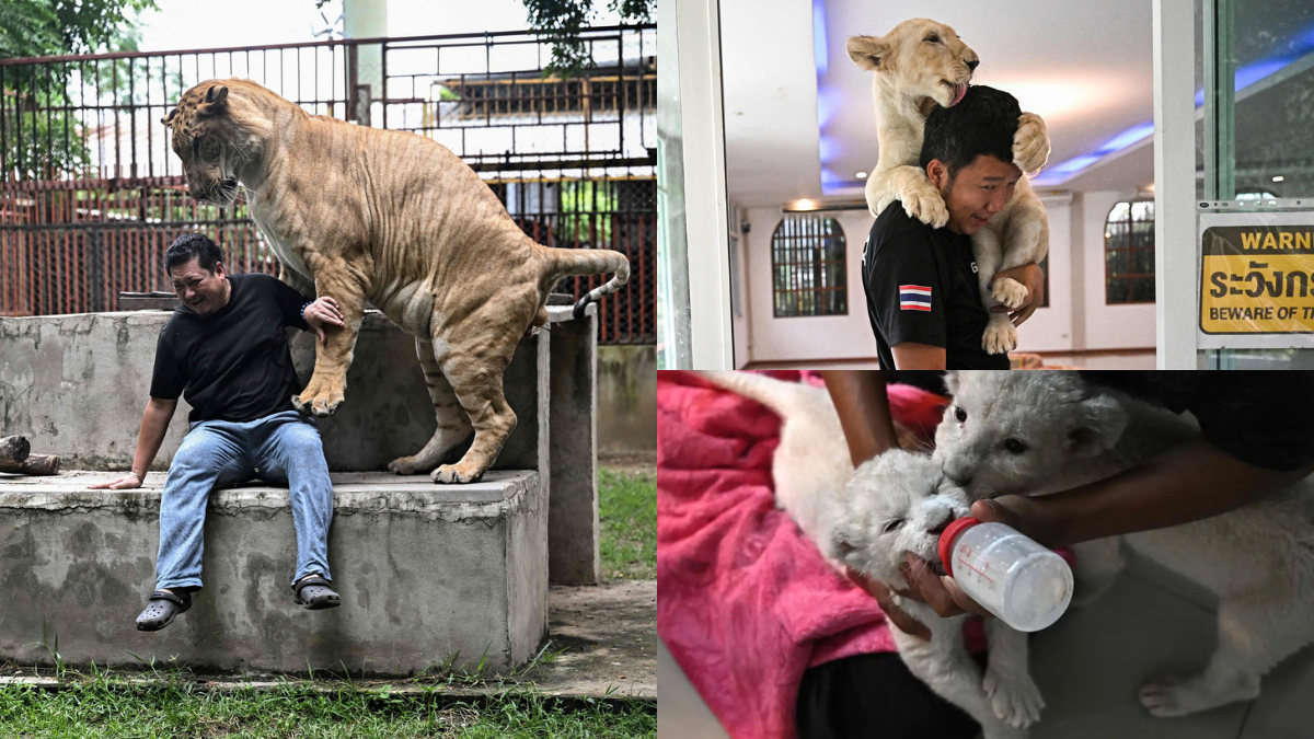 La población de leones en cautiverio se disparó en Tailandia.