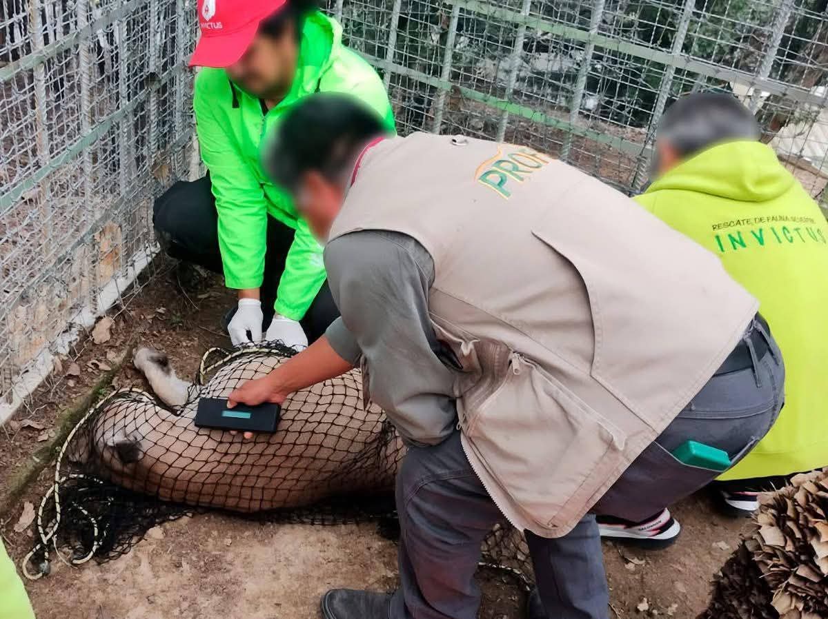 Rescatan a un puma en malas condiciones en un centro turístico de Actopan