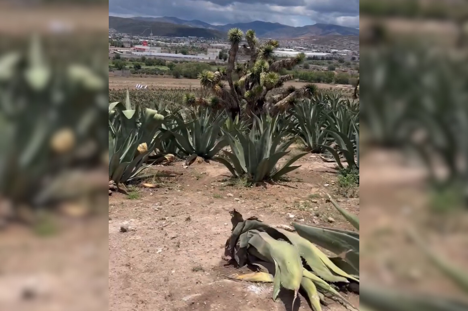 Hasta 50 mil pesos por robar maguey en este municipio de Hidalgo