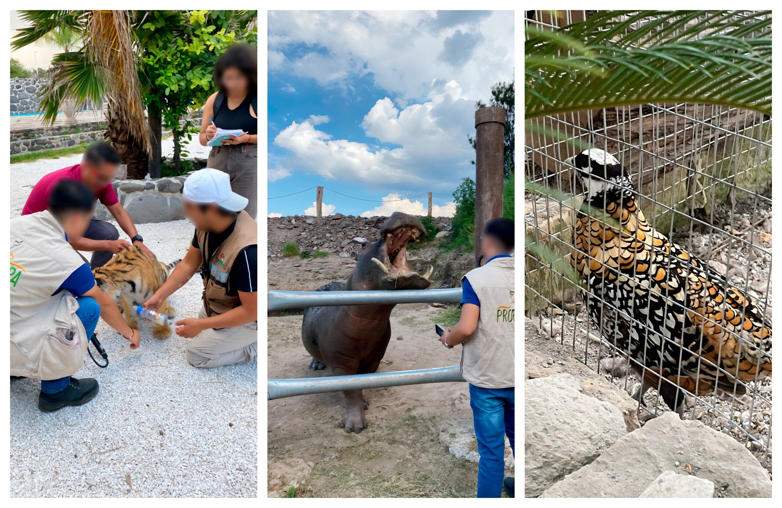 Aseguran en Hidalgo a un tigre de bengala, un hipopótamo y un faisán dorado ante falta de permisos