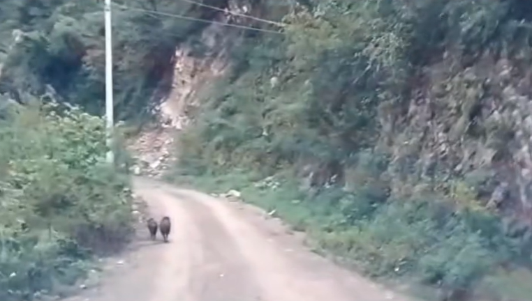 Avistan pareja de jabalíes en Nicolás Flores, suman 4 encuentros con diferentes especies durante 2025