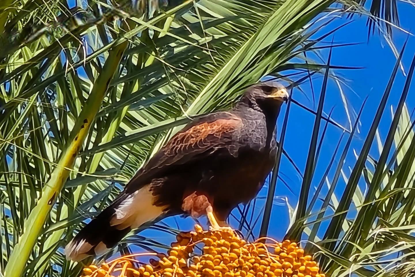 Águilas de Harris sorprenden al posarse en palmeras de Pachuca