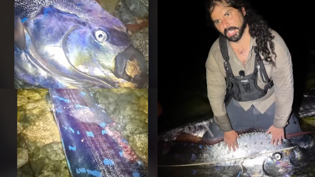 VIDEO: Peces remo heridos hallados en BCS desatan inquietud por su relación con sismos