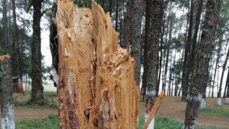 plaga de gusano descortificador e  Hidlalgo