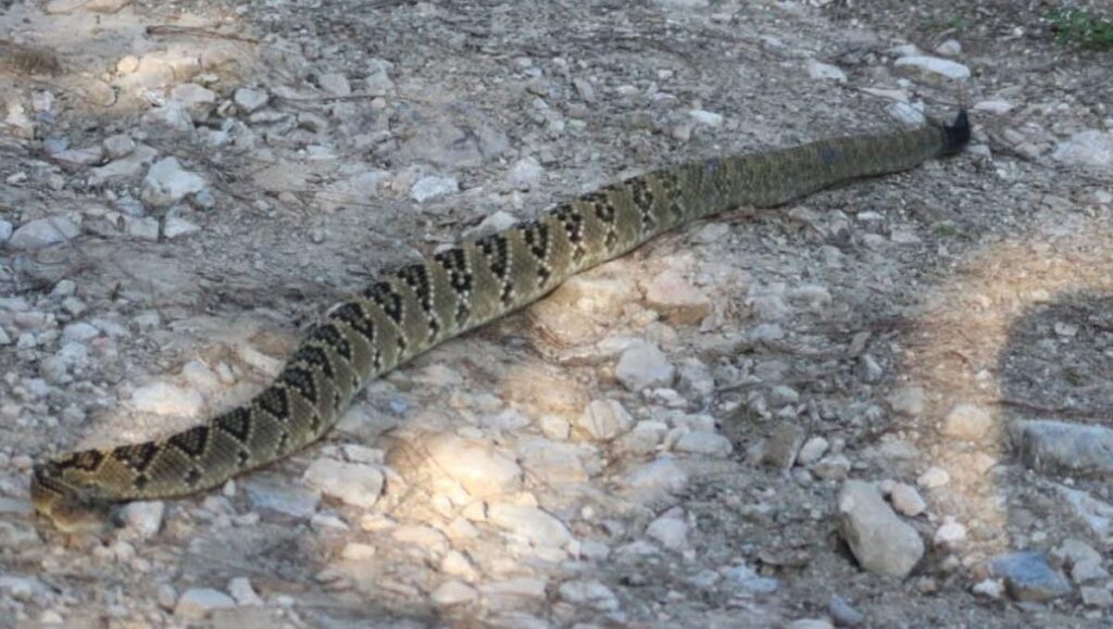 Hallan víbora de cascabel en Parque Nacional Los Mármoles