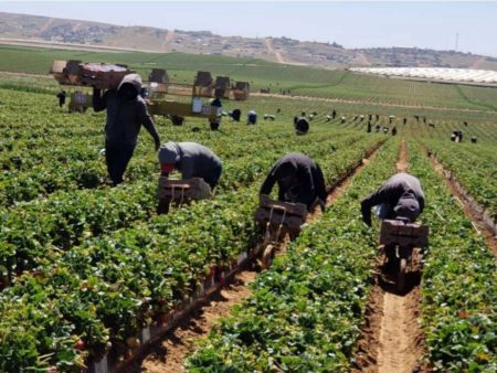 Disminuyen trabajadores en el campo y la construcción en Hidalgo durante 2025