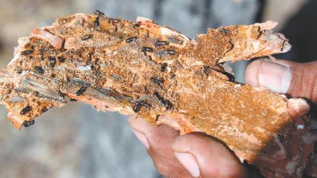 Alerta en Hidalgo: un año bajo amenaza del gusano descortezador; temen plaga de gusanos defoliadores