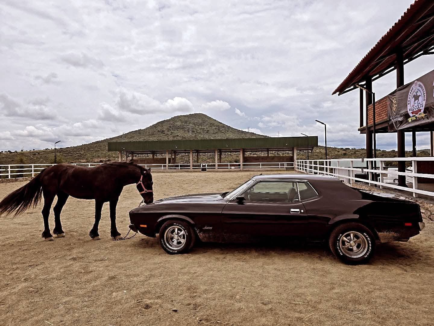 Octava concentración Nacional de Mustangs en Hidalgo este fin de semana