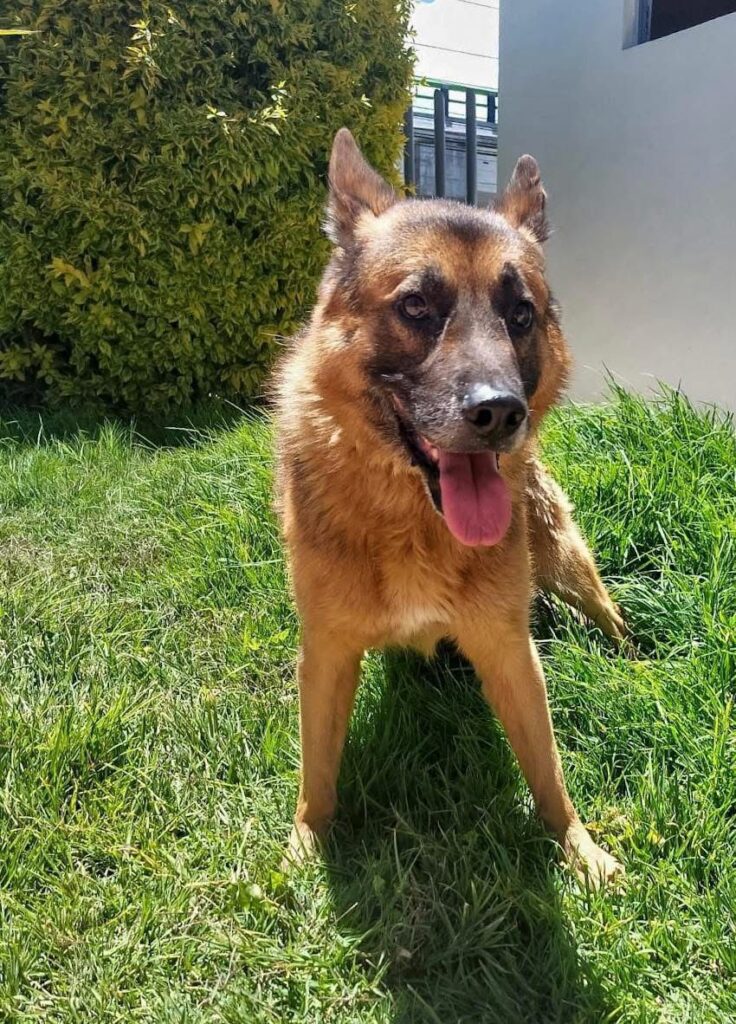 Perritos agredidos en Pachuca reciben atención y buscan hogar temporal