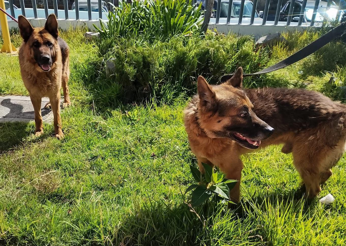 Pachuca: rescatan a lomitos por maltrato en C.Doria tras video viral