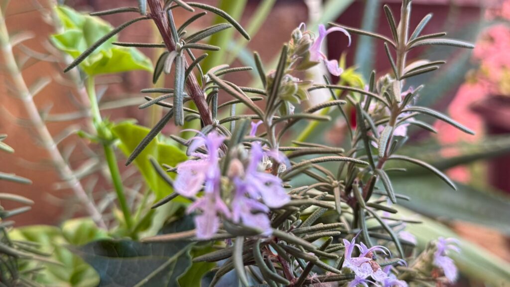 Carmen utiliza plantas para hacer limpias