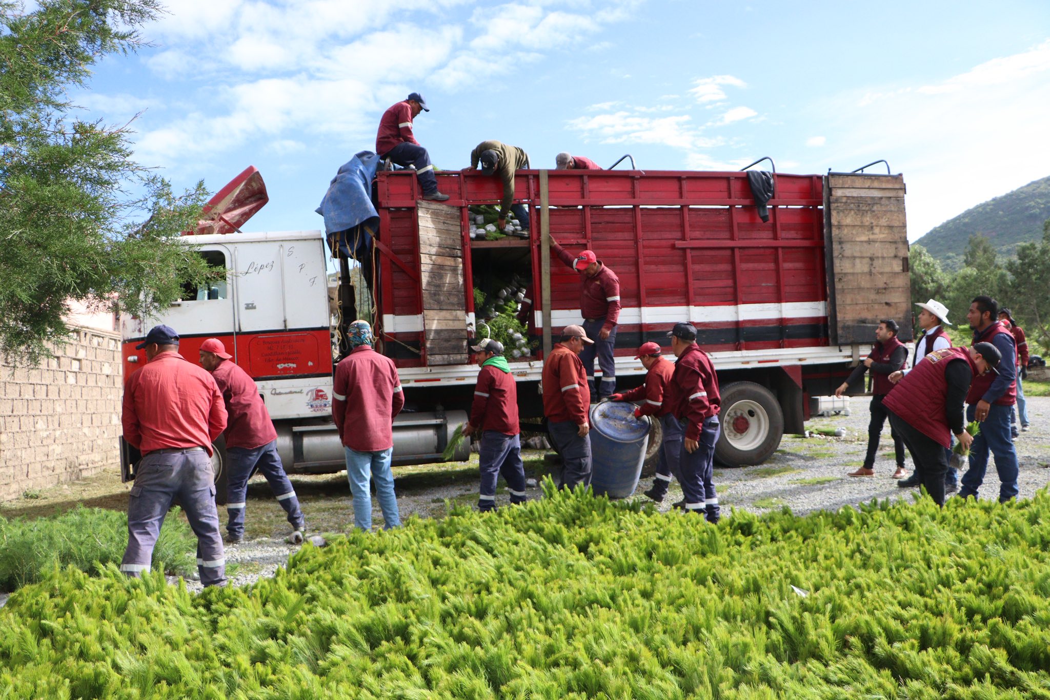Entregan más de 377 mil plantas forestales a municipios de Hidalgo para restaurar ecosistemas