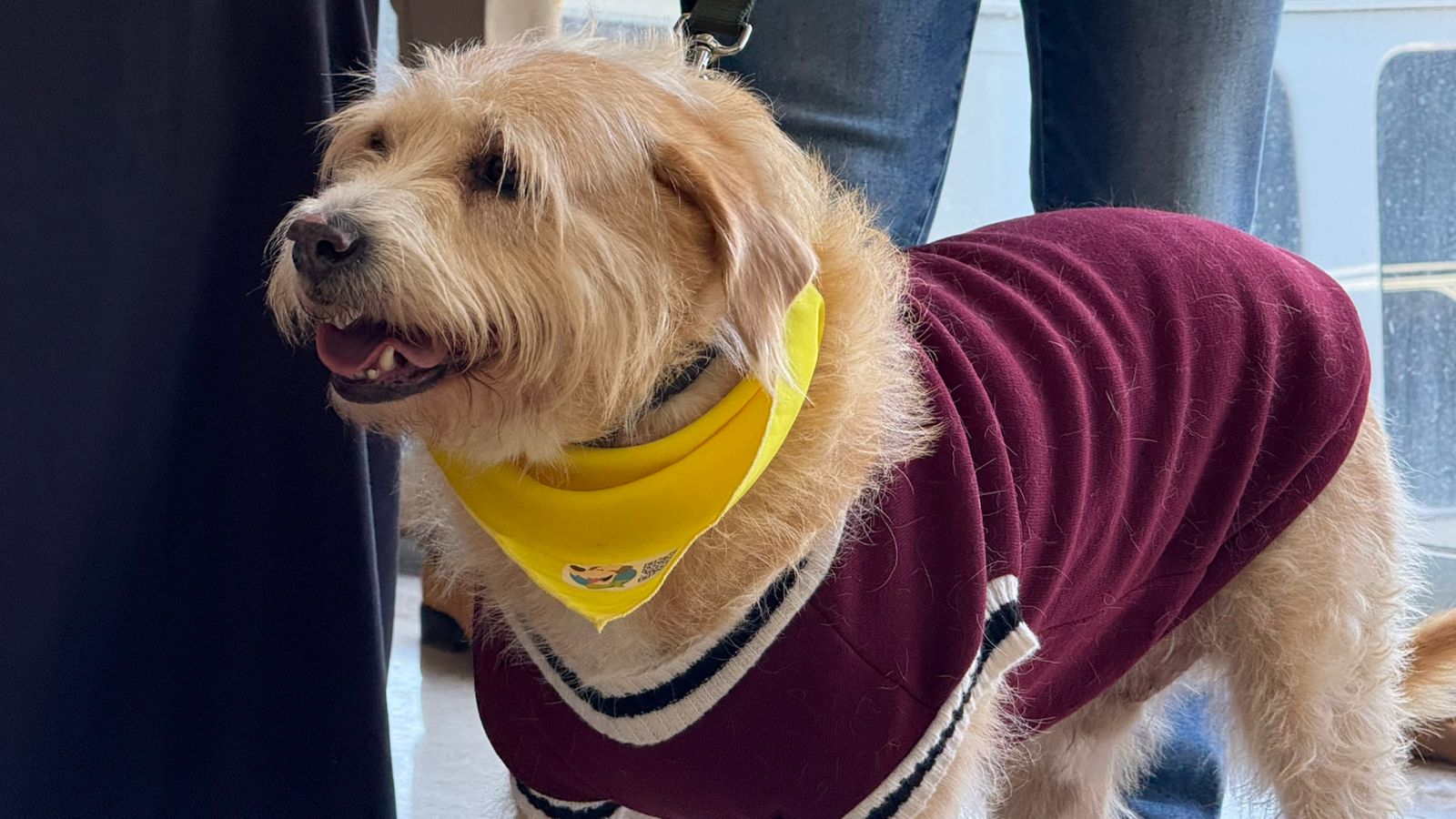 Santiago Tlapacoya se une por los perritos y la cultura: anuncian evento artístico