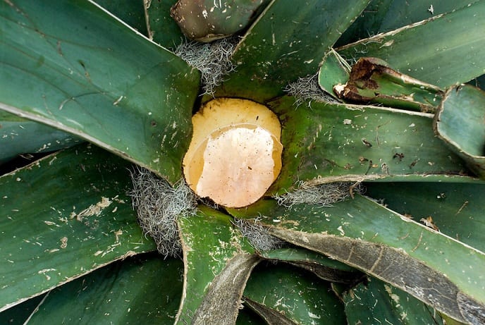 El aguamiel de Hidalgo recibe la Declaración de Protección de Indicación Geográfica