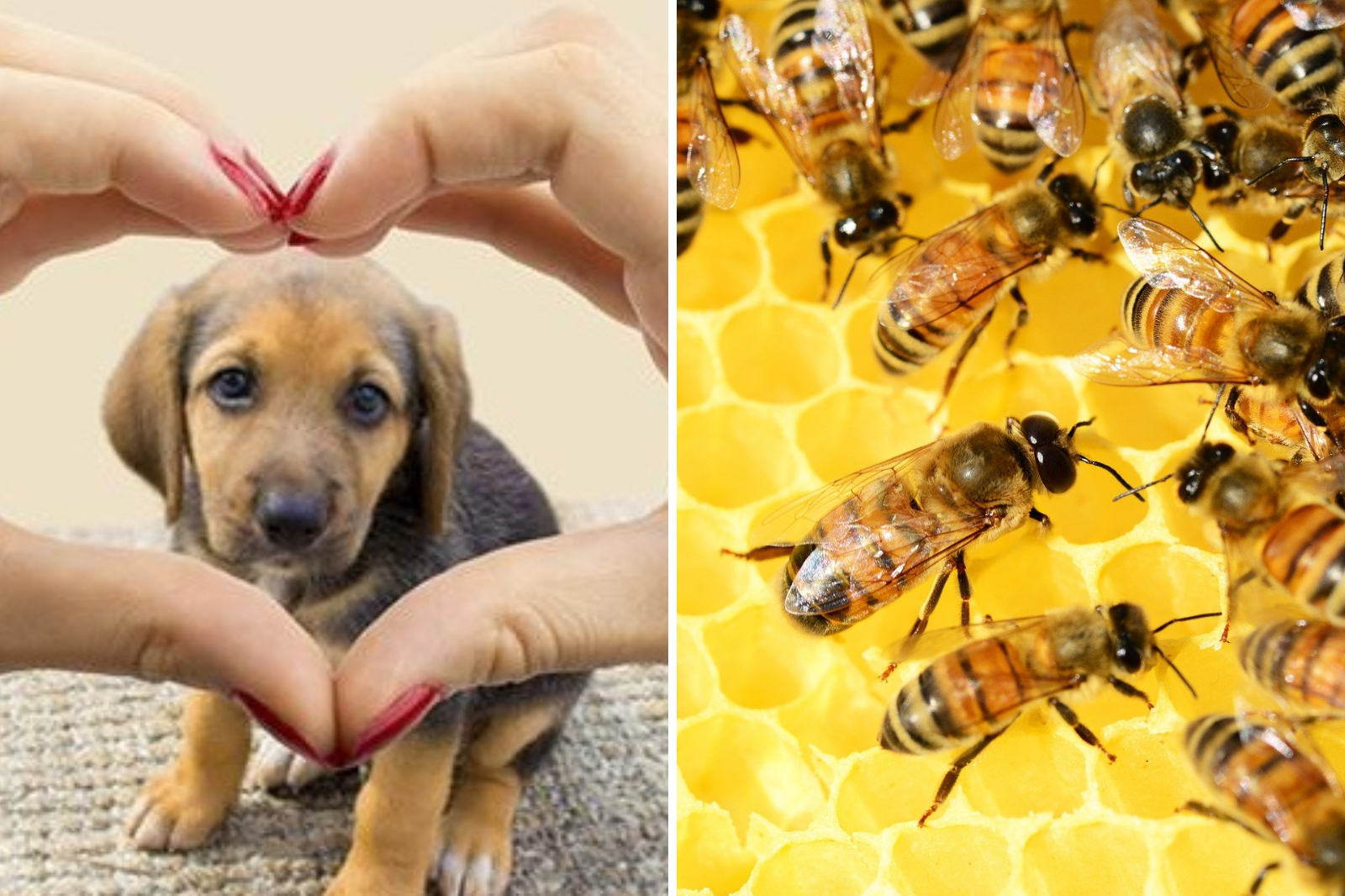 Nuevas iniciativas buscan fortalecer adopción animal y apicultura en Hidalgo