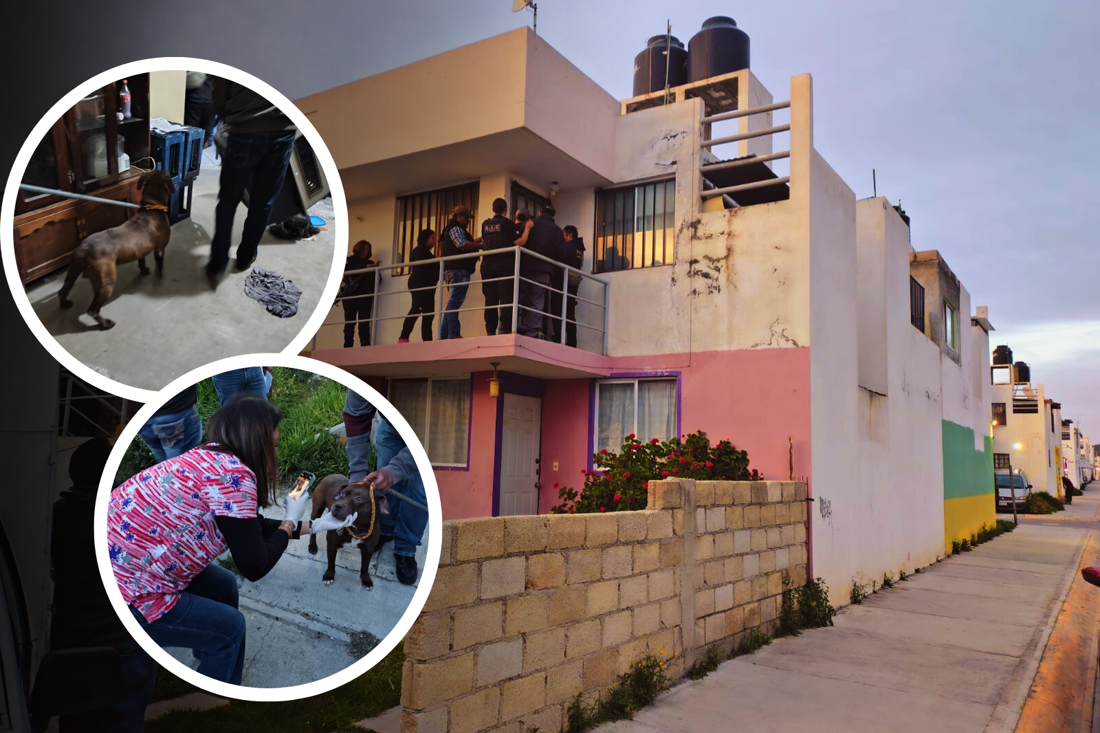 Mineral de la Reforma: salvan a perrita víctima de presunto abandono