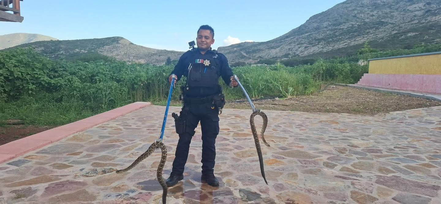 Capturan víboras de cascabel en rancho de Zimapán y las liberan de manera segura