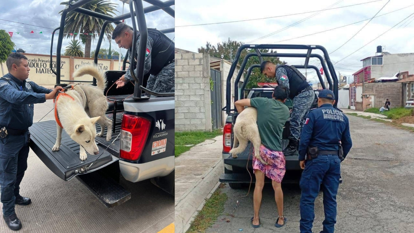 Aslan, perro rescatado tras denuncia de maltrato en Tulancingo